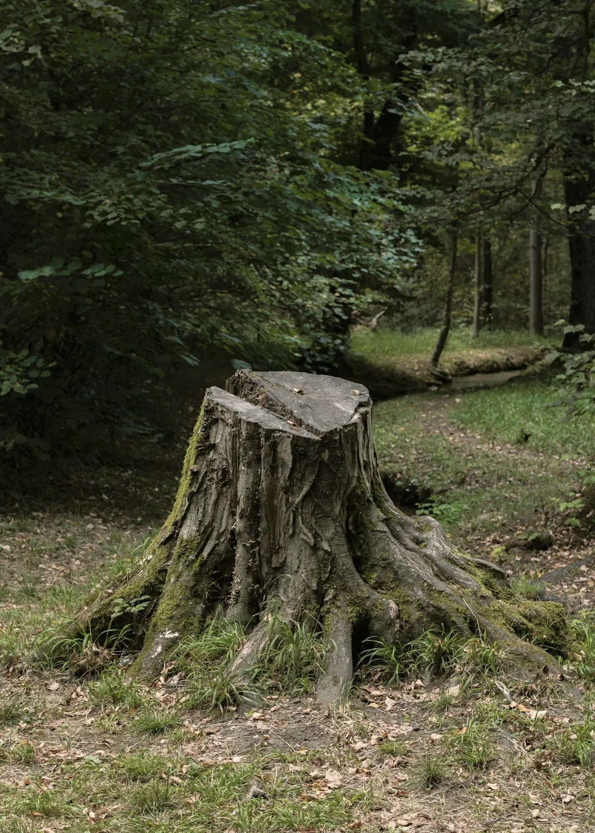 A large tree stump ready to be ground down below the lawn