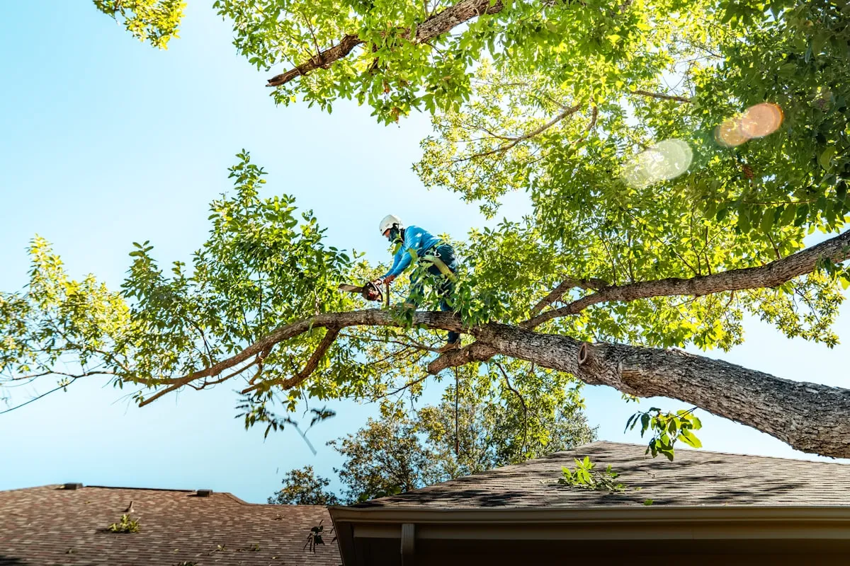 Arborist safely removing a large tree limb over a home in the Evansville area